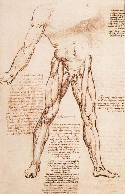 LEONARDO da Vinci Muscle structure of the thigh